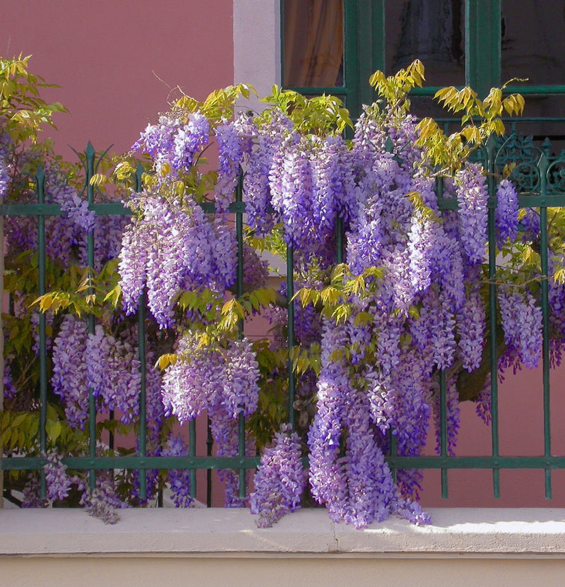 OH2 Set of 3 wisteria plants