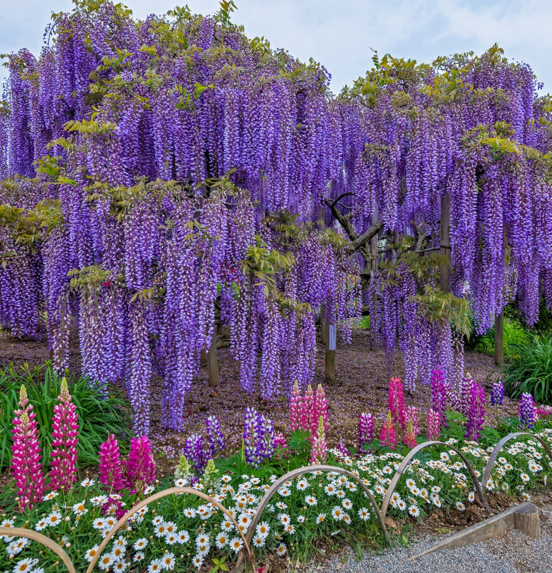 OH2 Set of 6 wisteria plants