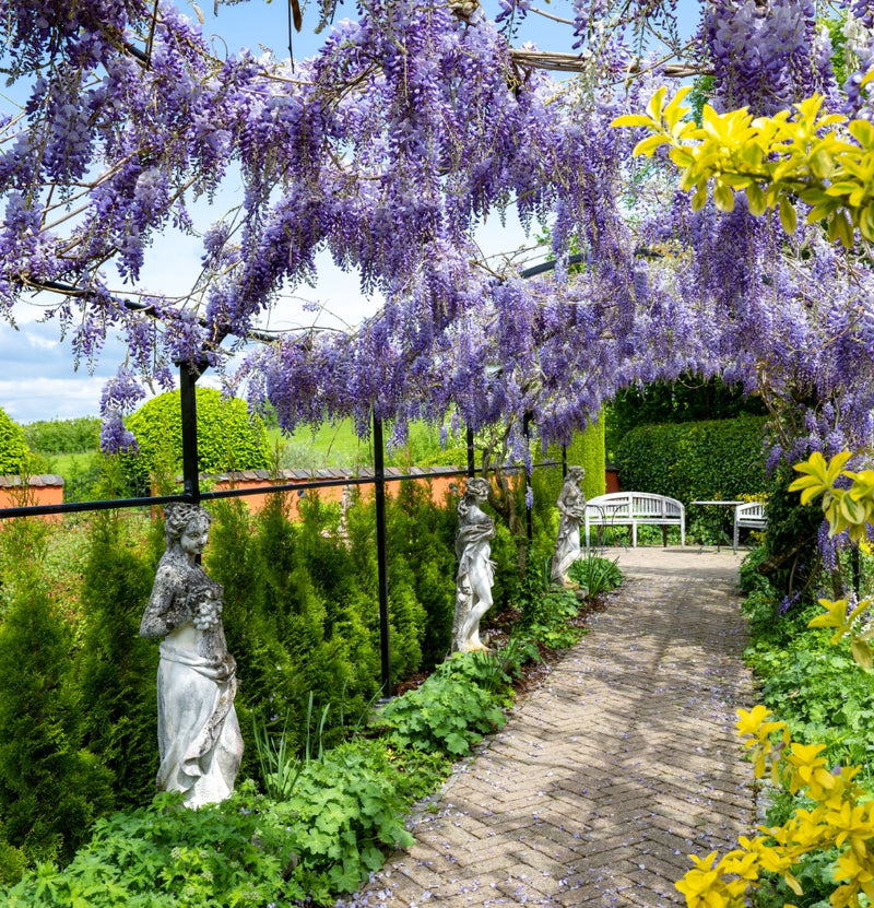 OH2 Set of 3 wisteria plants