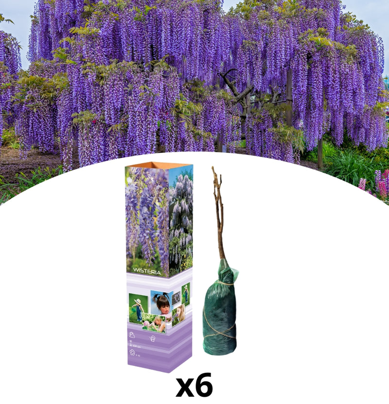 NatureNest Set van 6 blauwe regen planten