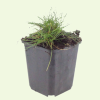 3  Zwenkgras ‘Festuca gautieri’ Ø9 cm ↕15 cm