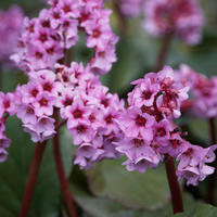 Bergenia cordifolia (Schoenlappersplant set van 3) Wintergroene borderplant