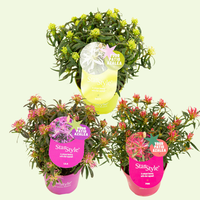Rhododendron Azalea StarStyle Lila (Azalea StarStyle Mix) Set van 6,  Pink, White, lila