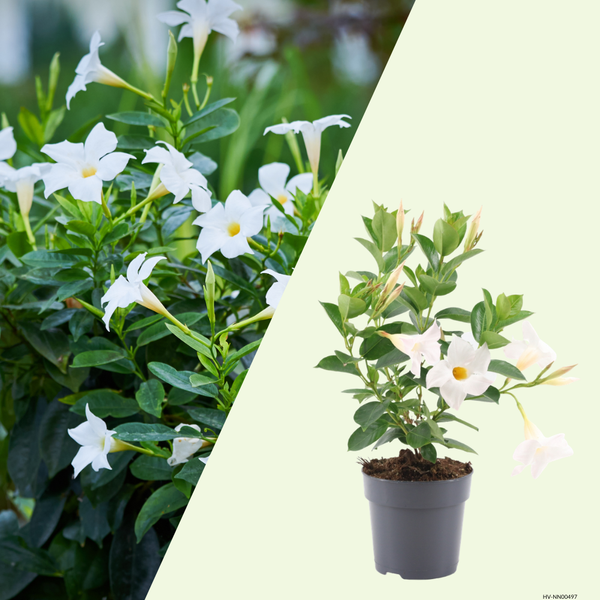 Dipladenia mandevilla  (Mandevilla wit) set van 3, Klim- en terrasplant