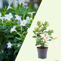 Dipladenia mandevilla  (Mandevilla wit) set van 3, Klim- en terrasplant