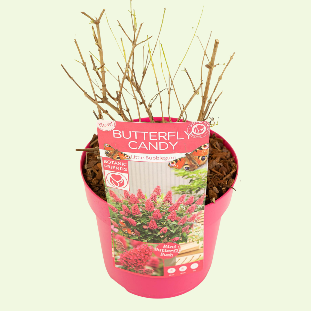 1 Vlinderstruik ‘Buddleja Butterfly Candy Little Bubblegum’ Ø19 cm ↕30 cm