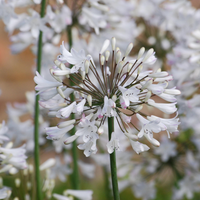 1 Agapanthus wit ‘Agapanthus’ Ø23 cm ↕80 cm