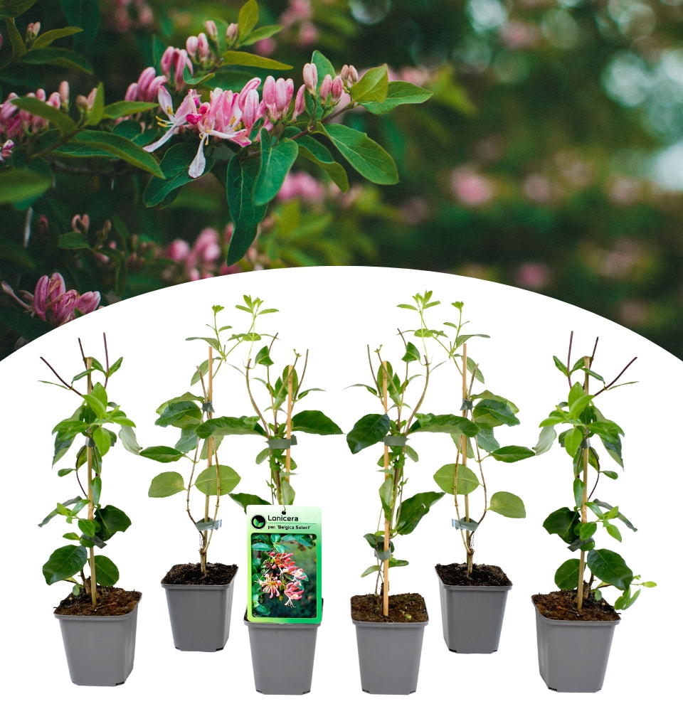 Conjunto de 6 plantas de lonicera periclymenum Belgica