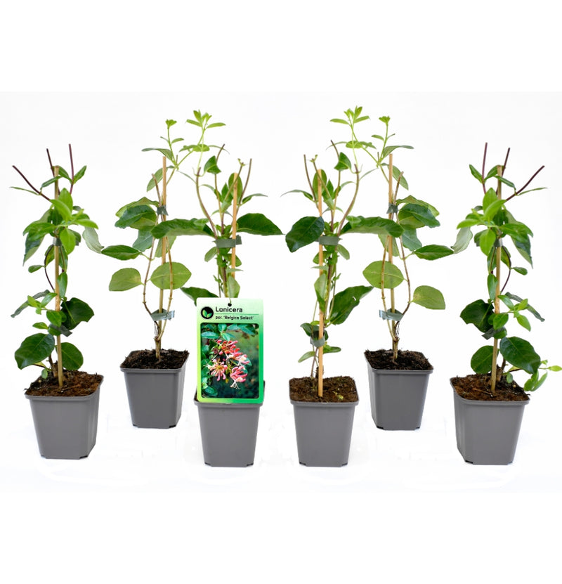 Lot de 6 plantes lonicera periclymenum Belgica