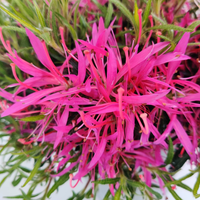 Rhododendron Azalea StarStyle Lila (Azalea StarStyle Mix) Set van 6,  Pink, White, lila