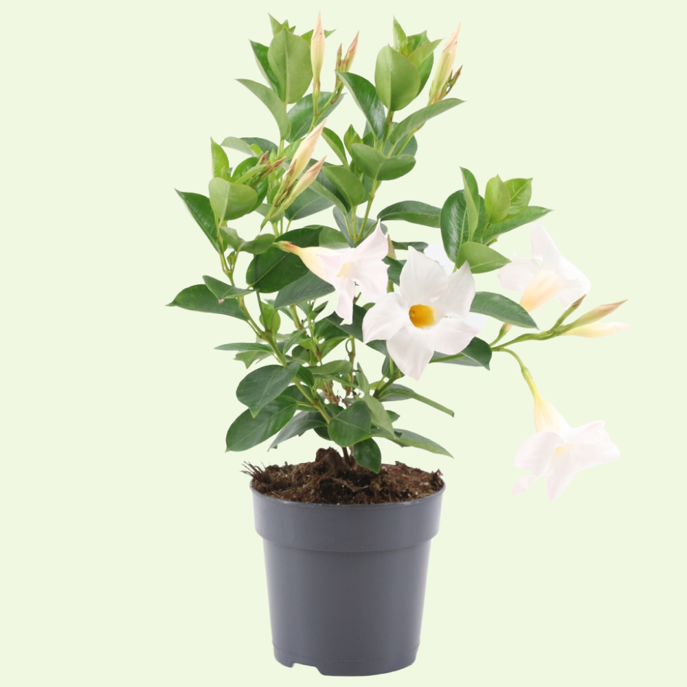 Dipladenia mandevilla  (Mandevilla wit) set van 3, Klim- en terrasplant