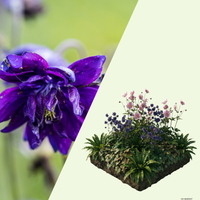 NatureNest Border Package Nora