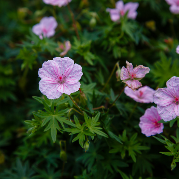 3 Ooievaarsbek ‘Geranium sanguineum Max Frei’ Ø9 cm ↕15 cm