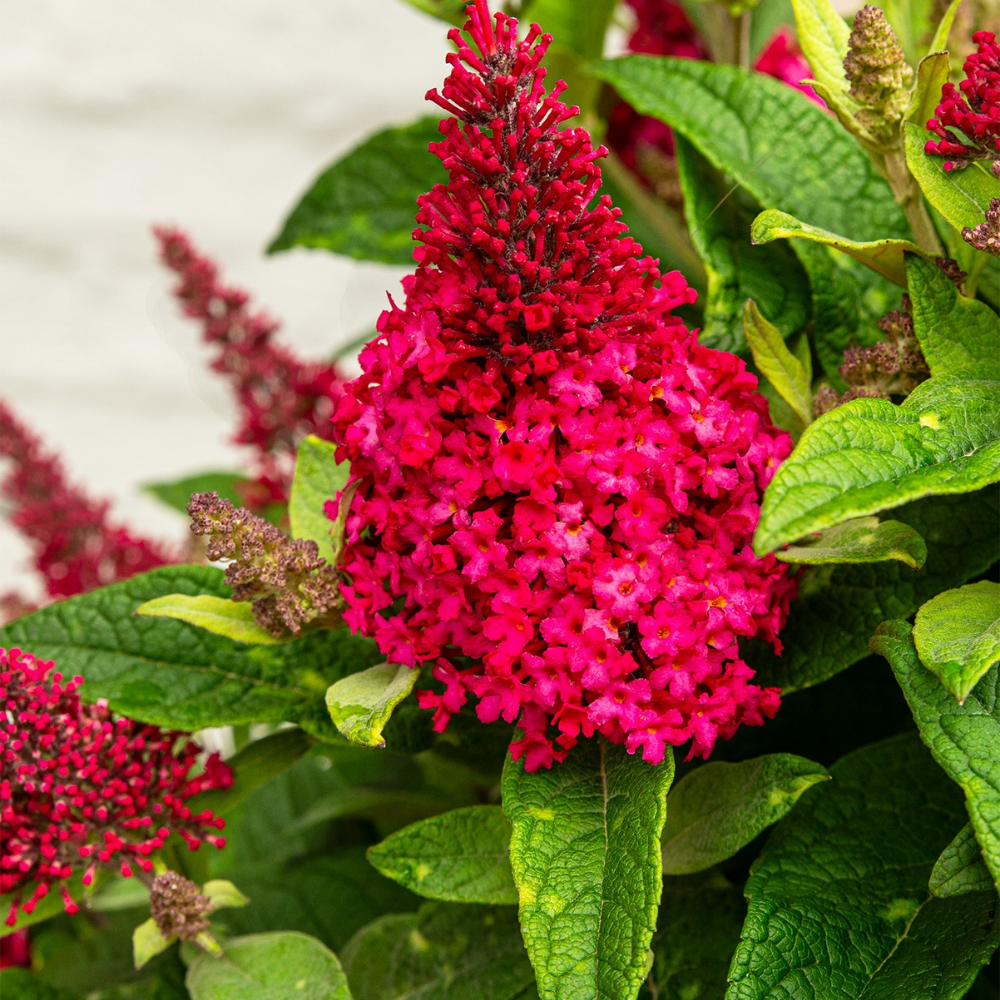 1 Vlinderstruik ‘Buddleja Butterfly Candy Little Bubblegum’ Ø19 cm ↕30 cm