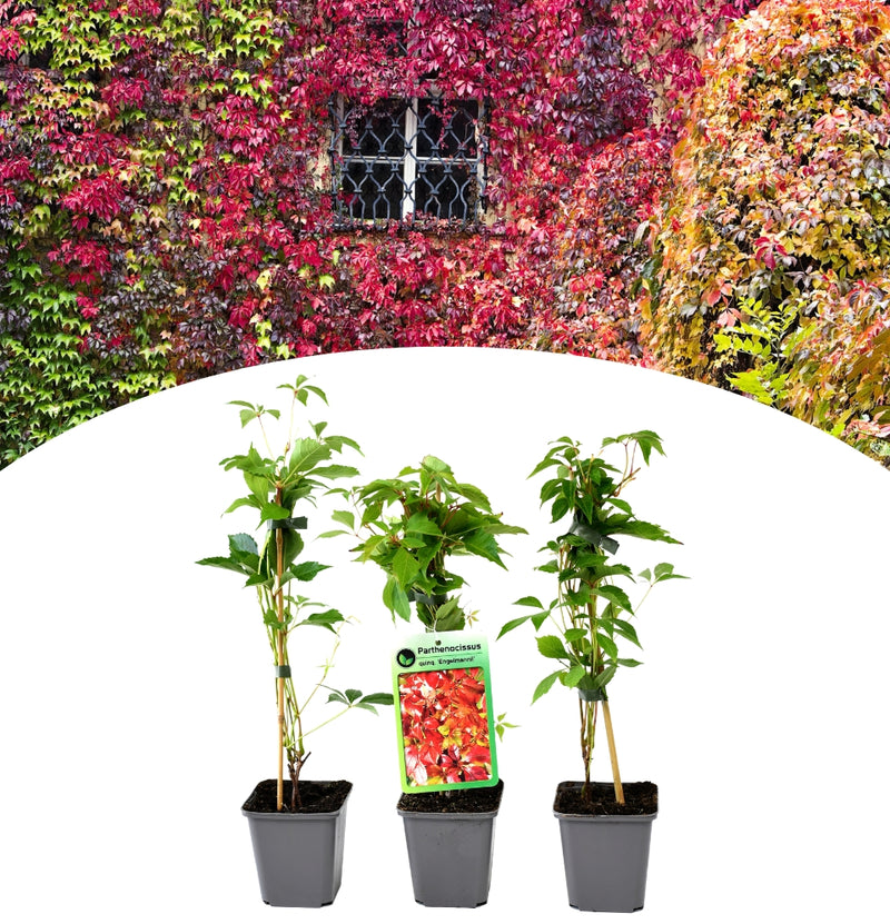 Set de 3 parthenocissus quinquefolia 'engelmannii'