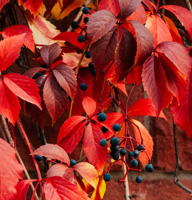 Set aus 3 Parthenocissus quinquefolia 'engelmannii'