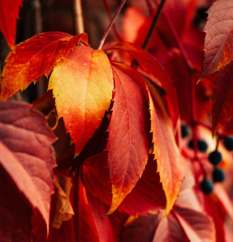 Set de 3 parthenocissus quinquefolia 'engelmannii'