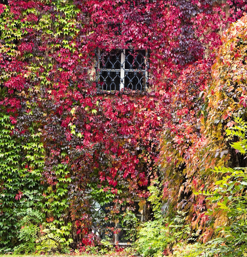 Set aus 3 Parthenocissus quinquefolia 'engelmannii'