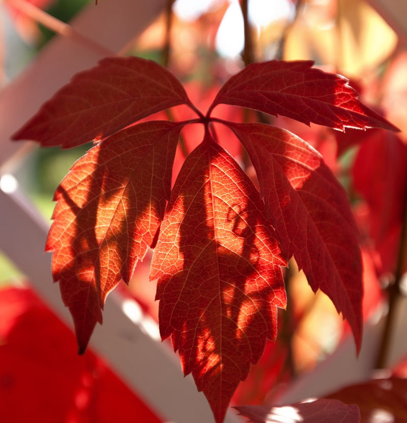 Set de 3 parthenocissus quinquefolia 'engelmannii'