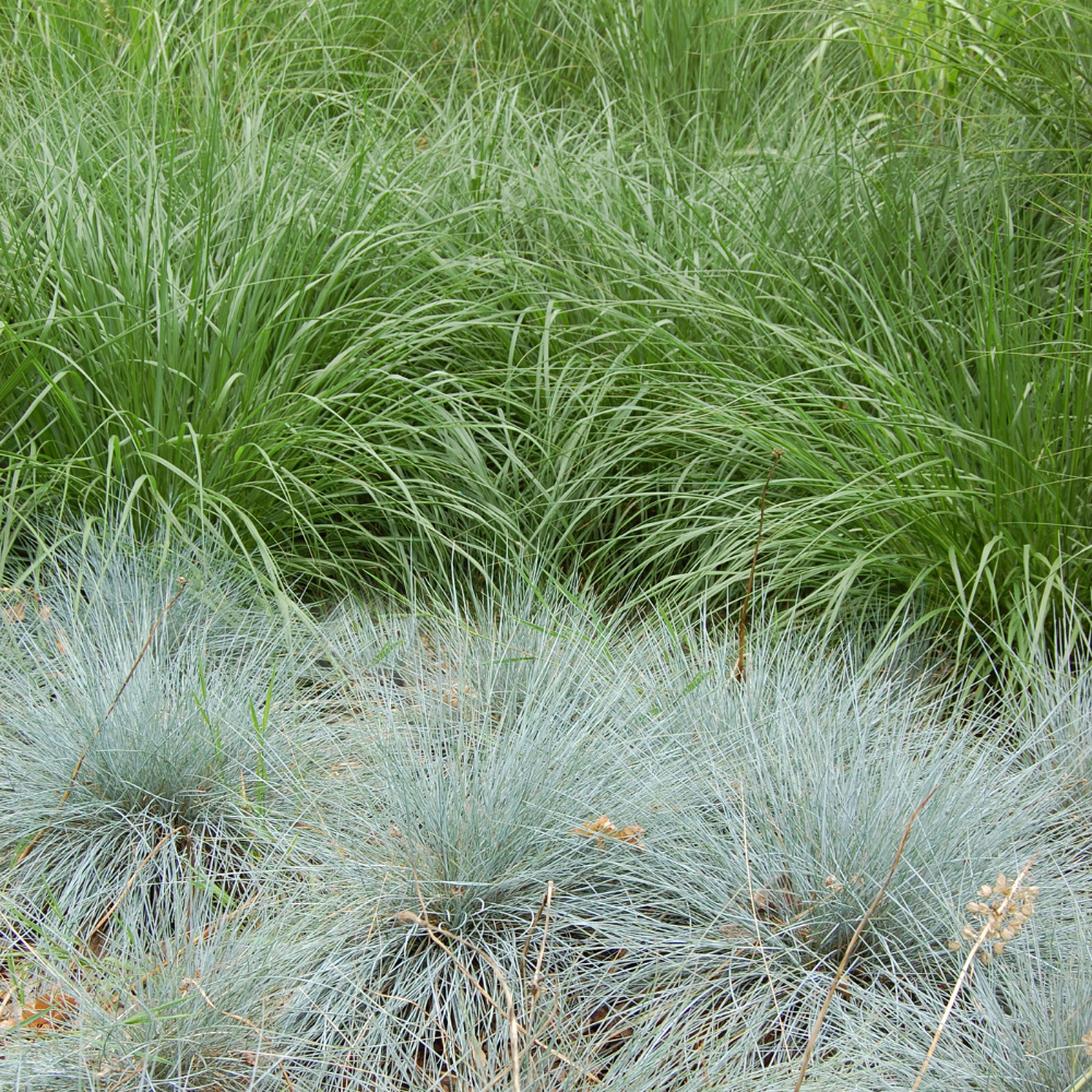 3  Zwenkgras ‘Festuca gautieri’ Ø9 cm ↕15 cm