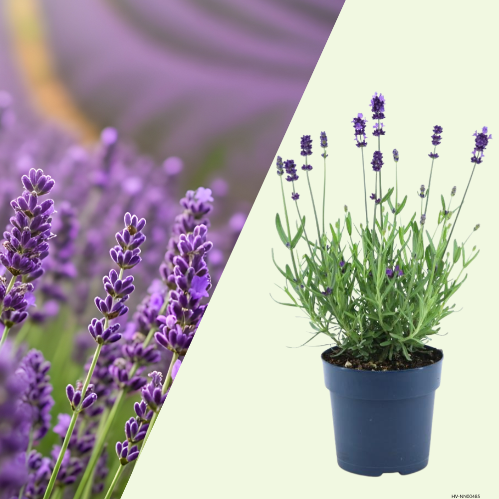 3 Blauwe Lavendelplanten ‘Lavandula angustifolia’ Ø12 cm ↕20 cm