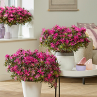 Rhododendron Azalea StarStyle Lila (Azalea StarStyle Mix) Set van 6,  Pink, White, lila
