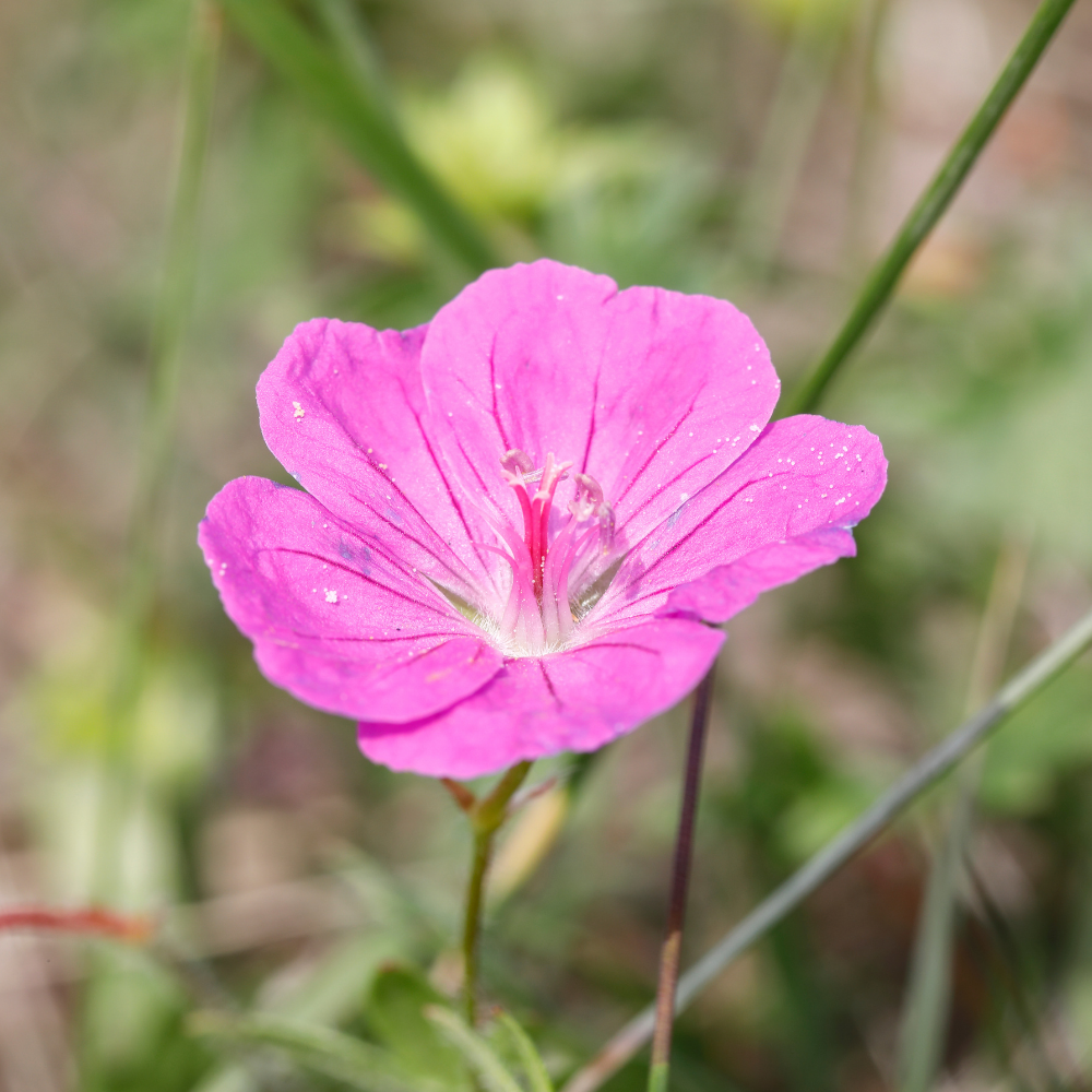 3 Ooievaarsbek ‘Geranium sanguineum Max Frei’ Ø9 cm ↕15 cm
