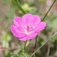 3 Ooievaarsbek ‘Geranium sanguineum Max Frei’ Ø9 cm ↕15 cm