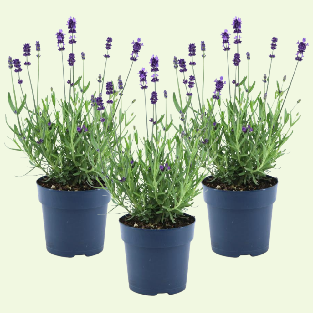 3 Blauwe Lavendelplanten ‘Lavandula angustifolia’ Ø12 cm ↕20 cm
