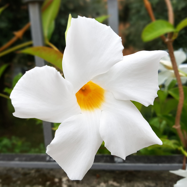 Dipladenia mandevilla  (Mandevilla wit) set van 3, Klim- en terrasplant