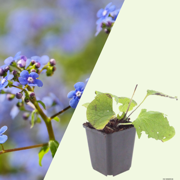 Brunnera macrophylla (Kaukasische vergeet-mij-nietje) halfschaduw borders