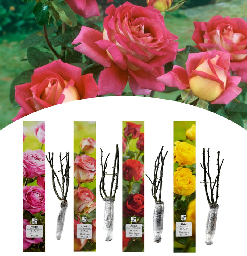 Rosas de jardim perfumadas com flores grandes x 4 mix