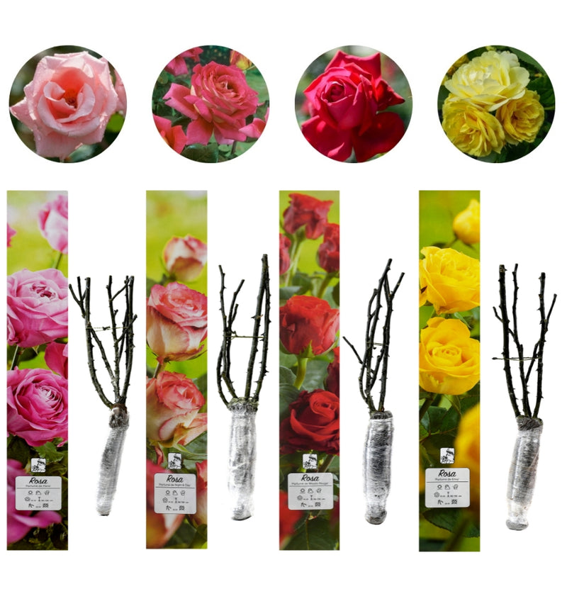 Rosas de jardim perfumadas com flores grandes x 4 mix