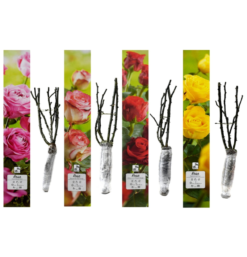 Rosas de jardim perfumadas com flores grandes x 4 mix