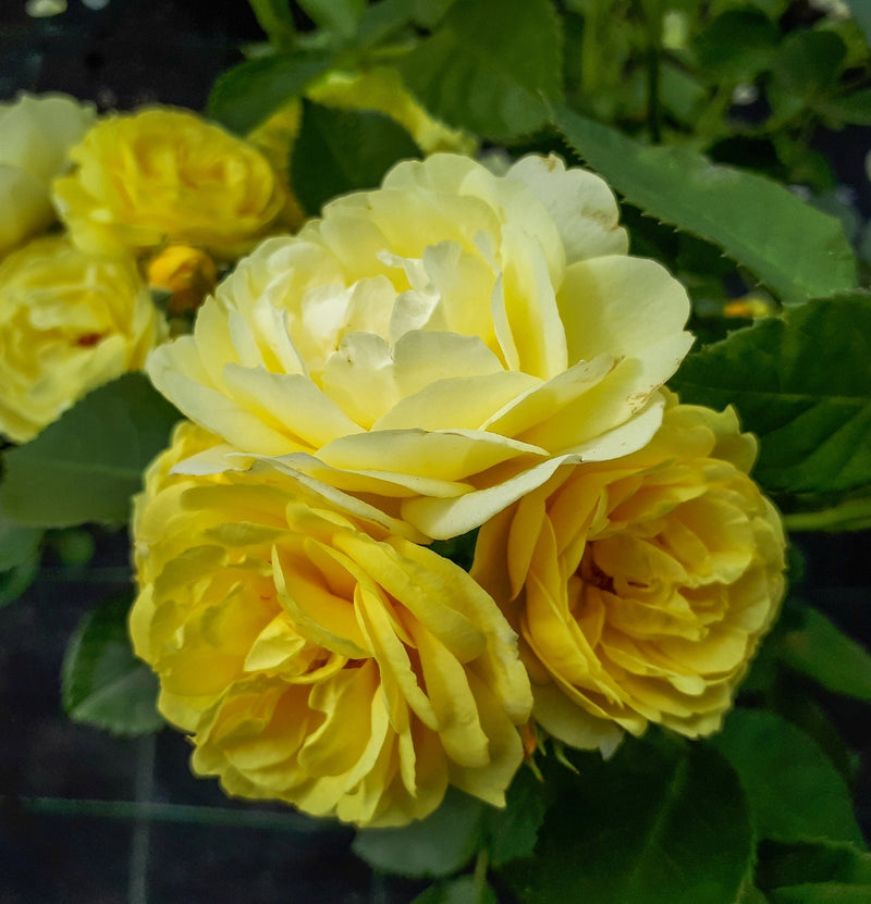 Rosas de jardim perfumadas com flores grandes x 4 mix