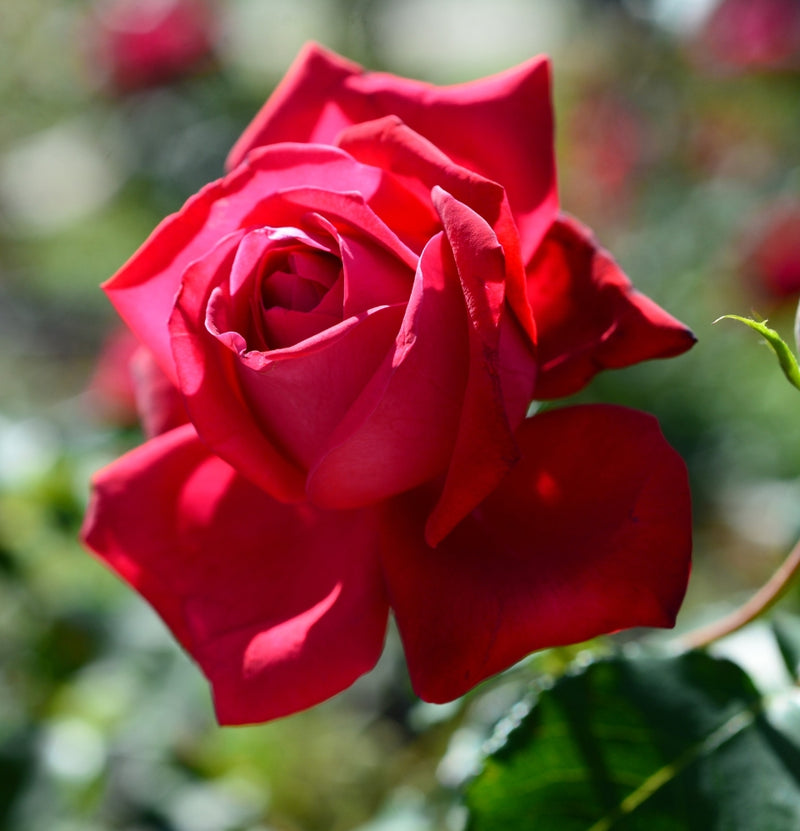 Duftende großblumige Rosen 4x Parfumé de Moulin Rouge (ROT)