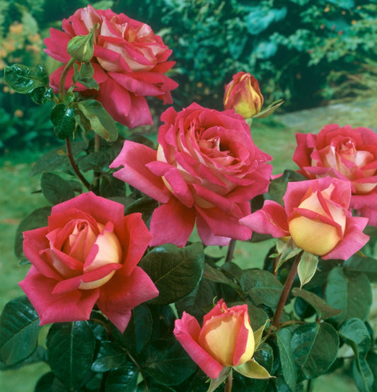 Rosas de jardim perfumadas com flores grandes x 4 mix