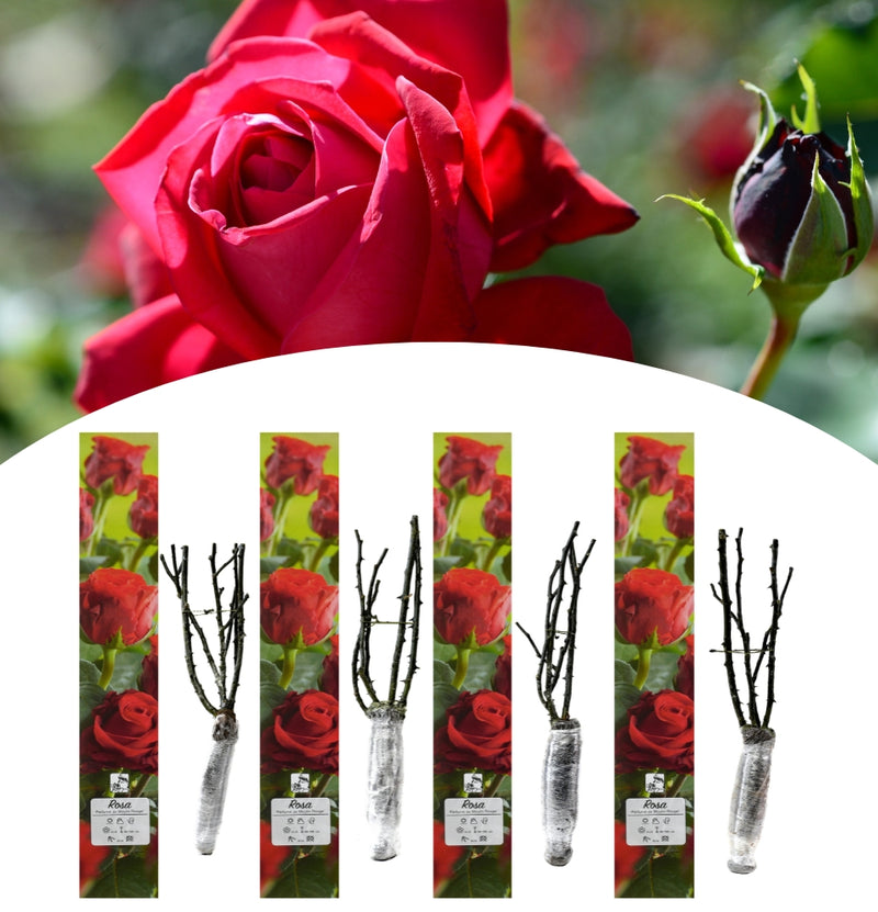 Rosas perfumadas de flores grandes 4x Parfumé de Moulin Rouge (RED)