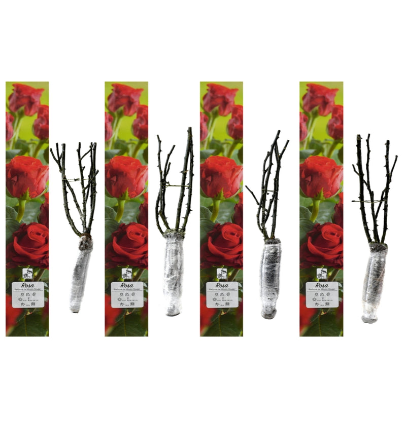 Rosas perfumadas de flores grandes 4x Parfumé de Moulin Rouge (RED)