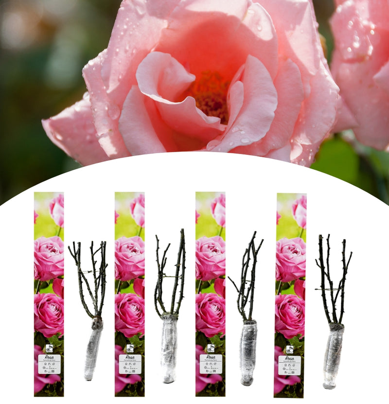 Rosas perfumadas de flores grandes 4x Parfumé de Paris (PINK)