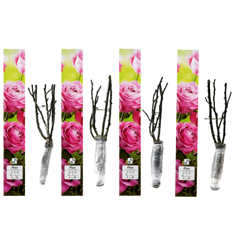 Rosas perfumadas de flores grandes 4x Parfumé de Paris (PINK)