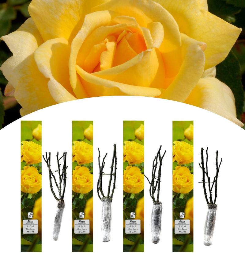 Rosas perfumadas de flores grandes 4x Parfumé de Envy (AMARELO)