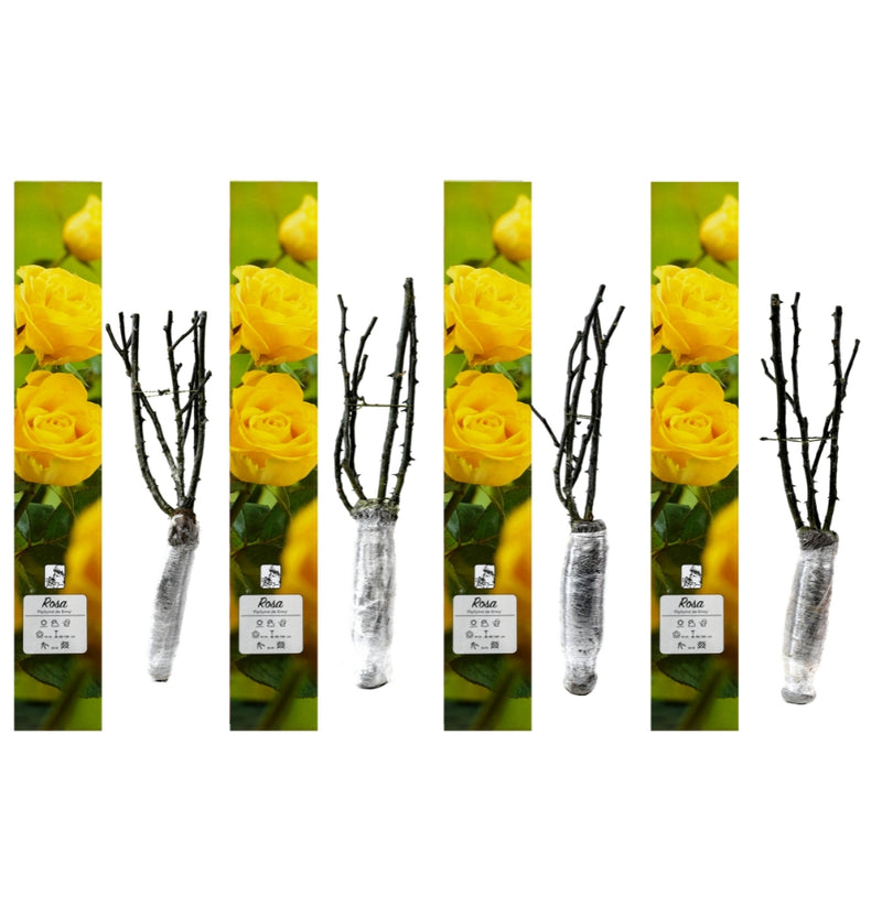 Rosas perfumadas de flores grandes 4x Parfumé de Envy (AMARELO)