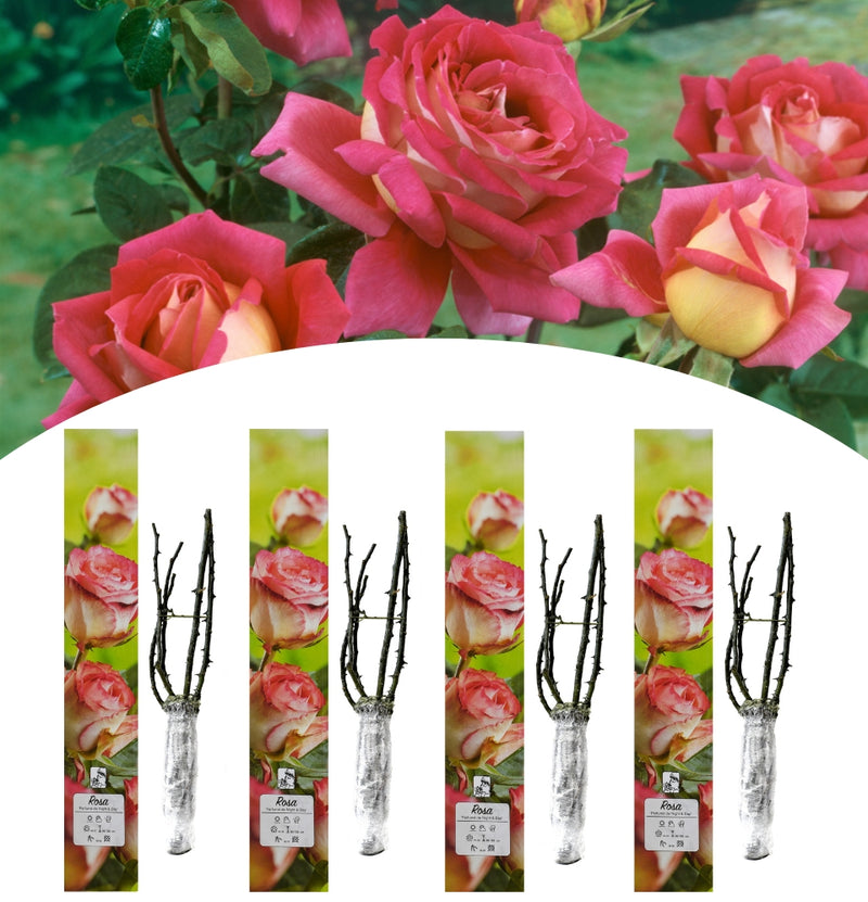 Rosas fragantes de flores grandes 4x Parfumé de Night&Day (2 COLORES)