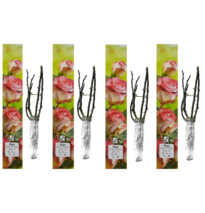 Rosas perfumadas de flores grandes 4x Parfumé de Night&Day (2 CORES)