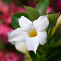 Dipladenia mandevilla  (Mandevilla wit) set van 3, Klim- en terrasplant