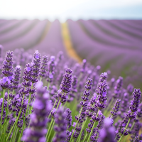 3 Blauwe Lavendelplanten ‘Lavandula angustifolia’ Ø12 cm ↕20 cm