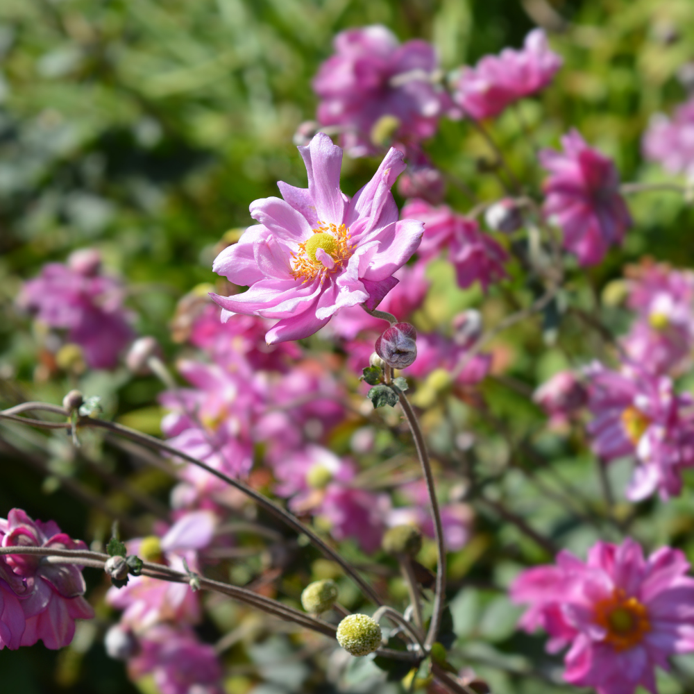 NatureNest Border Package Nora