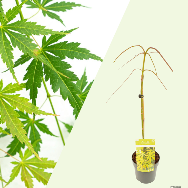 1 Acer palmatum Cascade Emerald (Japanse Esdoorn)  Frisgroen watervaleffect op stam