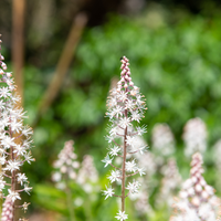 NatureNest Border Package Nora